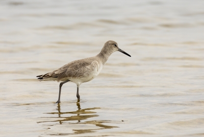 Willet Padre Island NS 2023